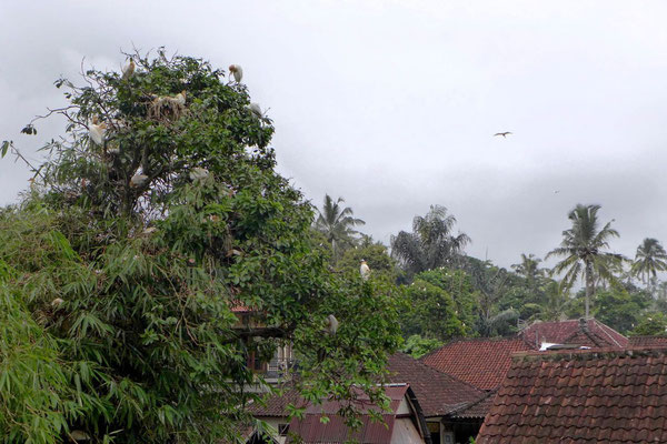 Petula Dorf der Tausend Reiher Bali