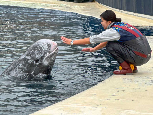Oita Marine Palace Aquarium 'Umitamago'