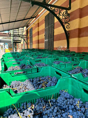 Weinernte Fontanafredda