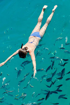 Fischschwarm, Schnorchel Inseln vor Paraty