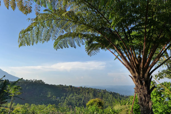 Morning Walk durch die Munduk Moding Coffee Plantation Bali