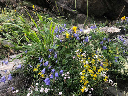 Bergblumen Zermatt