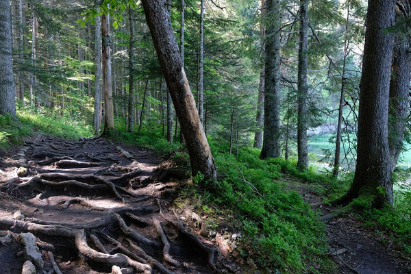 Waldweg am Schwarzen See in Zabljak Montenegro