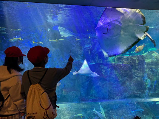 Great Migration Tank, Oita Marine Palace Aquarium 'Umitamago'
