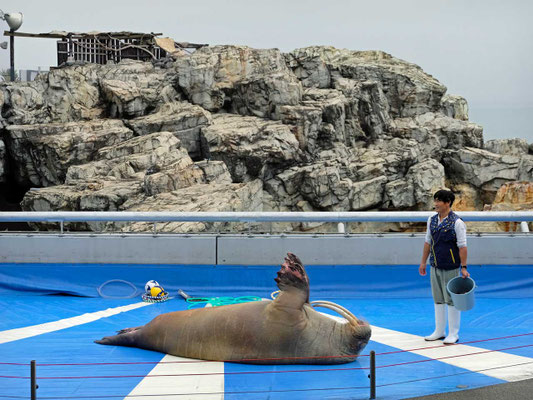Walross-Show Oita Marine Palace Aquarium 'Umitamago'