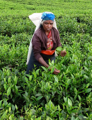 Pflückerin auf der Dambatenne Teeplantage Sri Lanka