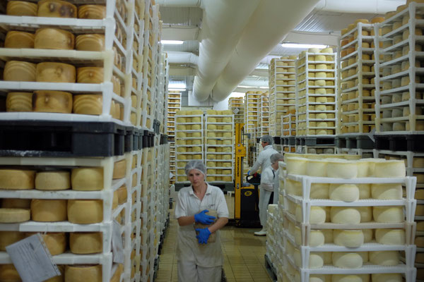 Besuch in der Käseproduktion von Gligora auf Pag