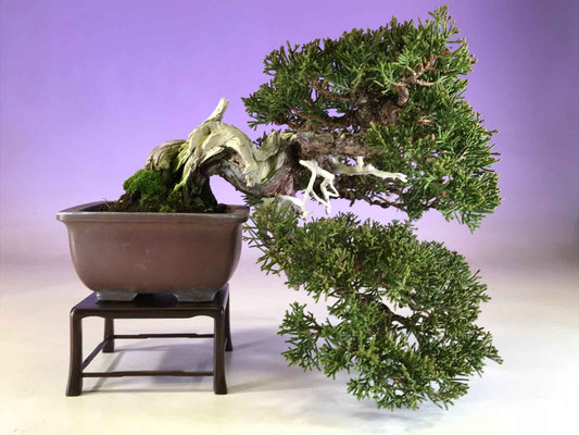 Kyoto Bonsai Ausstellung Baumschule