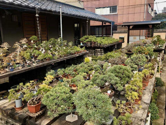 Kyoto Bonsai Ausstellung Baumschule