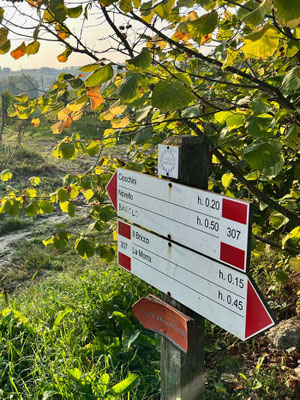 Weinberg Wanderwege am 'Camping Sole Langhe' Piemont