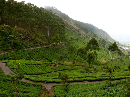 Wanderweg zum Lipton's Seat, Dambatenne Teeplantage, Sri Lanka