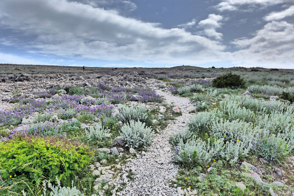 Insel Pag Wanderung durch Salbeifelder