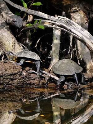 Fango-Delta Schildkröten