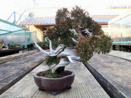 Kyoto Bonsai Ausstellung Baumschule