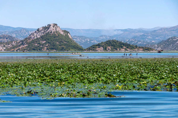 Skutarisee (Skadar-See)