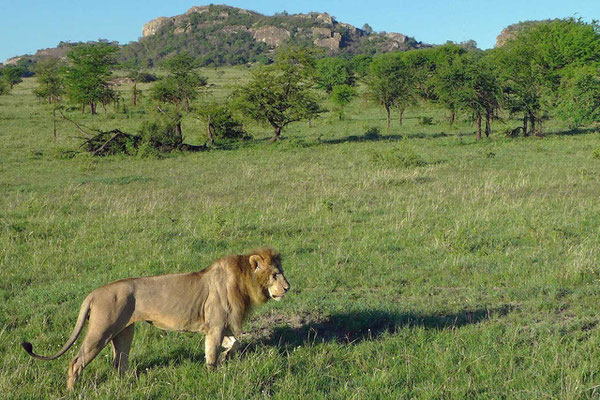 Umher treibender Löwe am Lobo Hill Serengeti