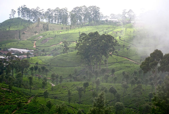 Hiking Lipton's Seat Dambatenne Teeplantage Sri Lanka