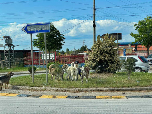 Albanien Kreisel und Hunde
