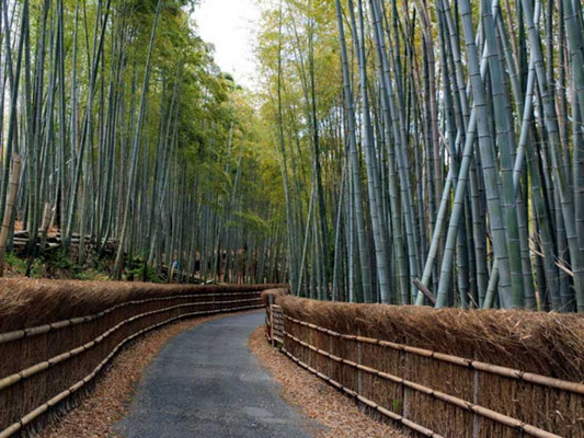 Kyoto City Rakusai Bamboo Park