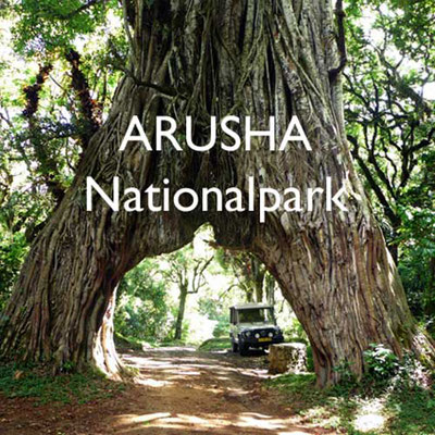 Reisebericht Tansania Arusha Nationalpark Reiseblog