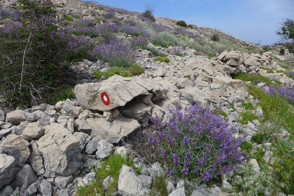 Insel Pag Wanderung Sveti Vid Berg Kroatien