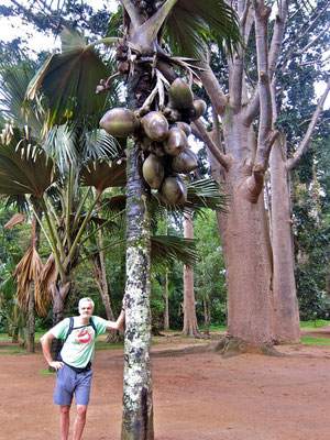 Palmen-Abteilung Kandy Botanic Garden Peradeniya Sri Lanka