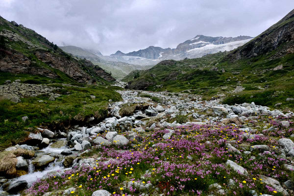 blühende alpine Landschaft beim Berggasthaus Trift, Zermatt