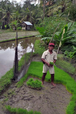 Reisbauer beim Yeh Pulu Felsenrelief Ubud Bali