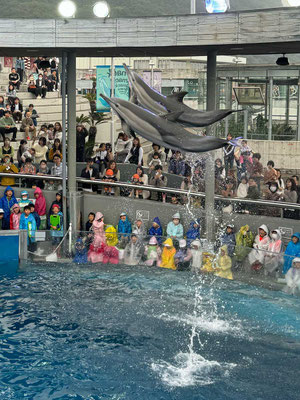 Delfin-Show Oita Marine Palace Aquarium 'Umitamago'