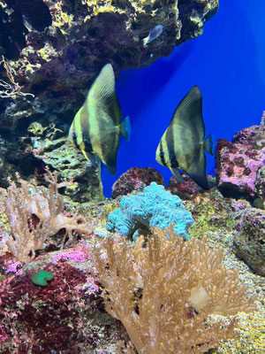 Oita Marine Palace Aquarium 'Umitamago'