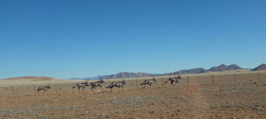 Nach Sesriem durch den Namib Kaukluft Park