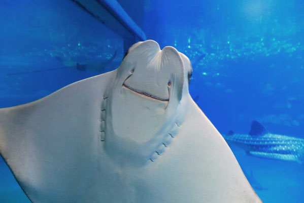 Osaka Aquarium 