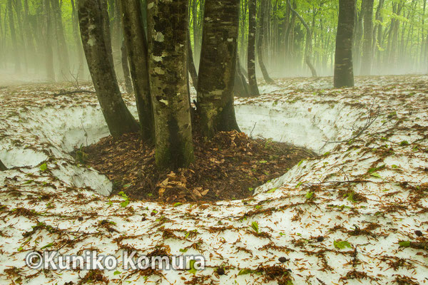 山形県　月山山麓