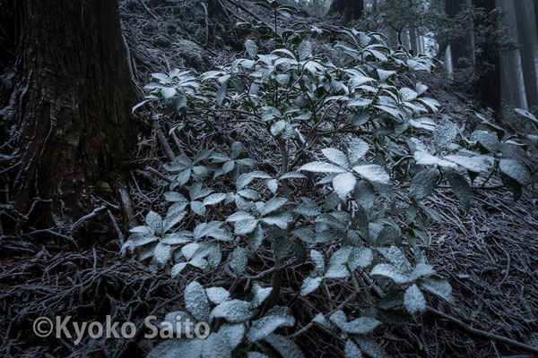 京都府　比叡山付近