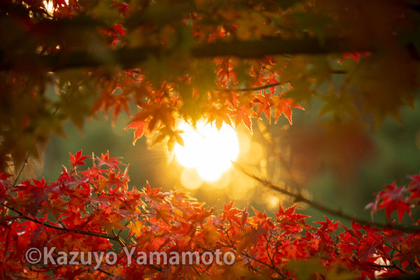 昭和記念公園