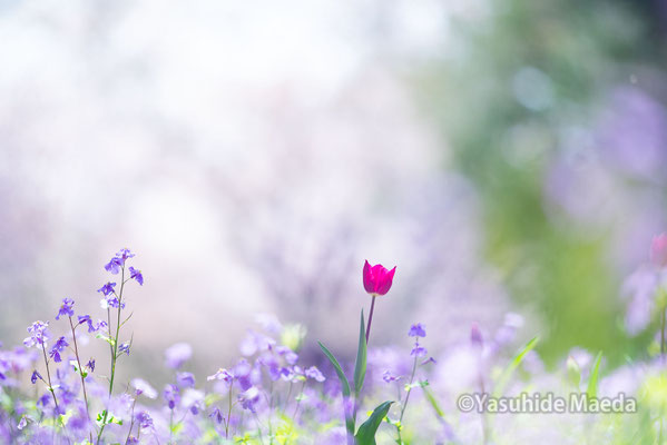 昭和記念公園（チューリップ）
