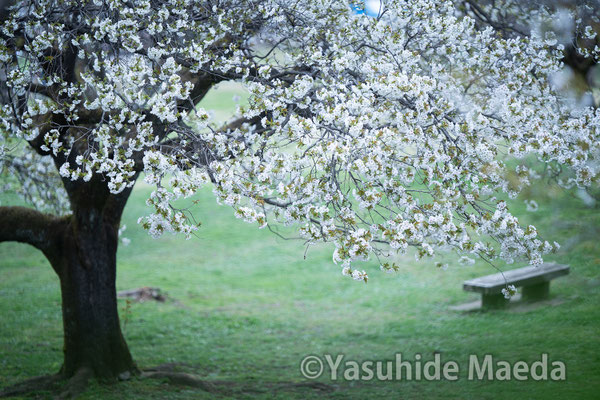 静岡県・岩本山公園