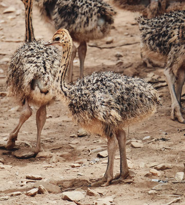 baby ostrich 