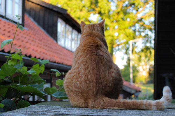 Pfarrscheune Hagen, Kater Theodor