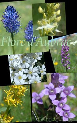 Fleurs d'Aubrac