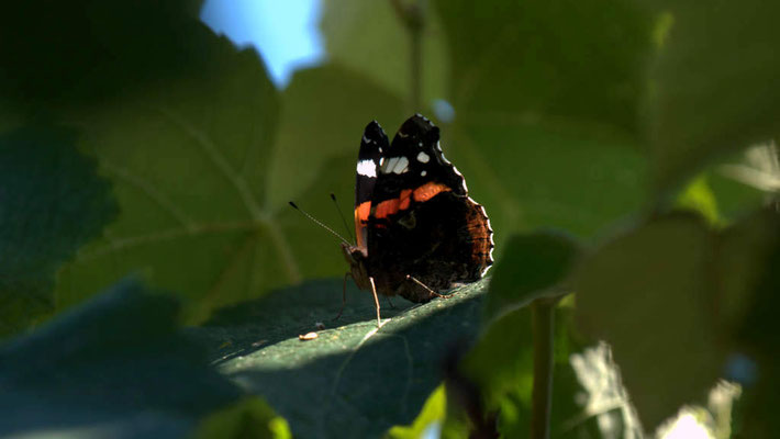 Papillon Vulcain