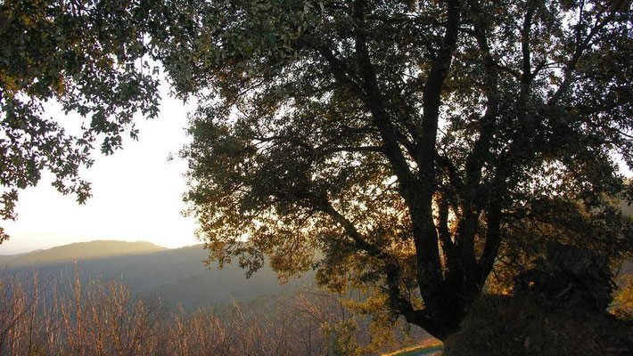 Chêne vert Cevennes