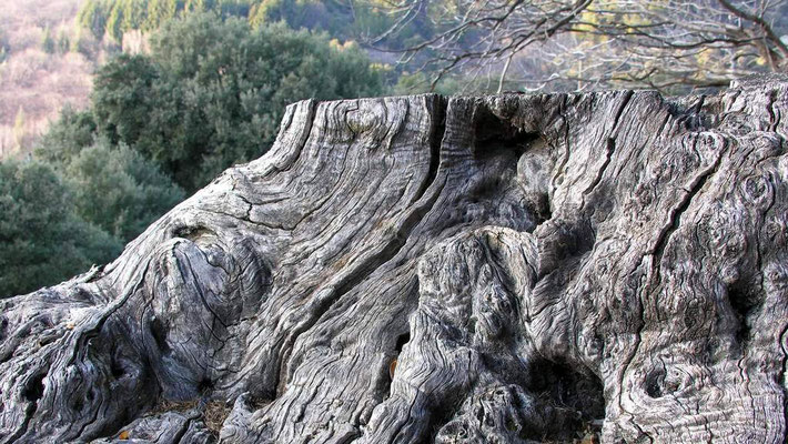 Souche de châtaignier