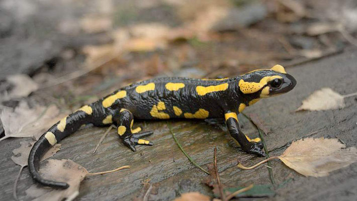 Salamandre tachetée