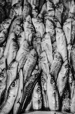 Mercato ittico San Benedetto del Tronto. © Luca Cameli Photographer