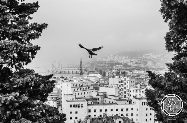 Volando Su Trieste. Pix Around 2021 asscociazione dotART. © Luca Cameli Photographer