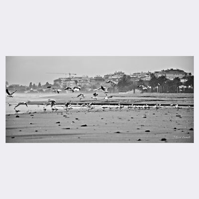 Come Fly With Me - Il Profumo Del Mare. San Benedetto del Tronto. © Luca Cameli Photographer