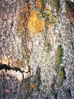 THE AUTHENTICITY OF A TREE 'the quality of being authentic'