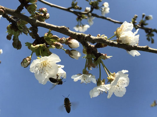 ...während der Frühling einfach weiter macht, als ob nichts wäre.