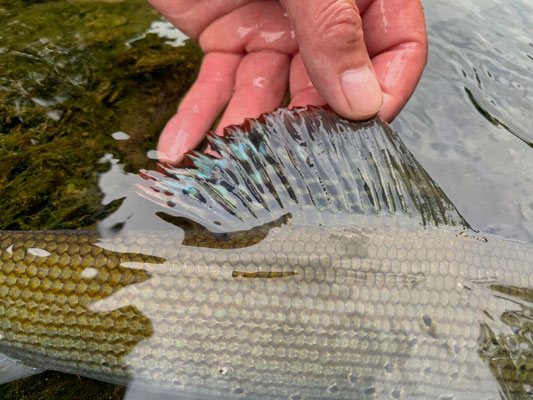 Einfach traumhafte Fische!